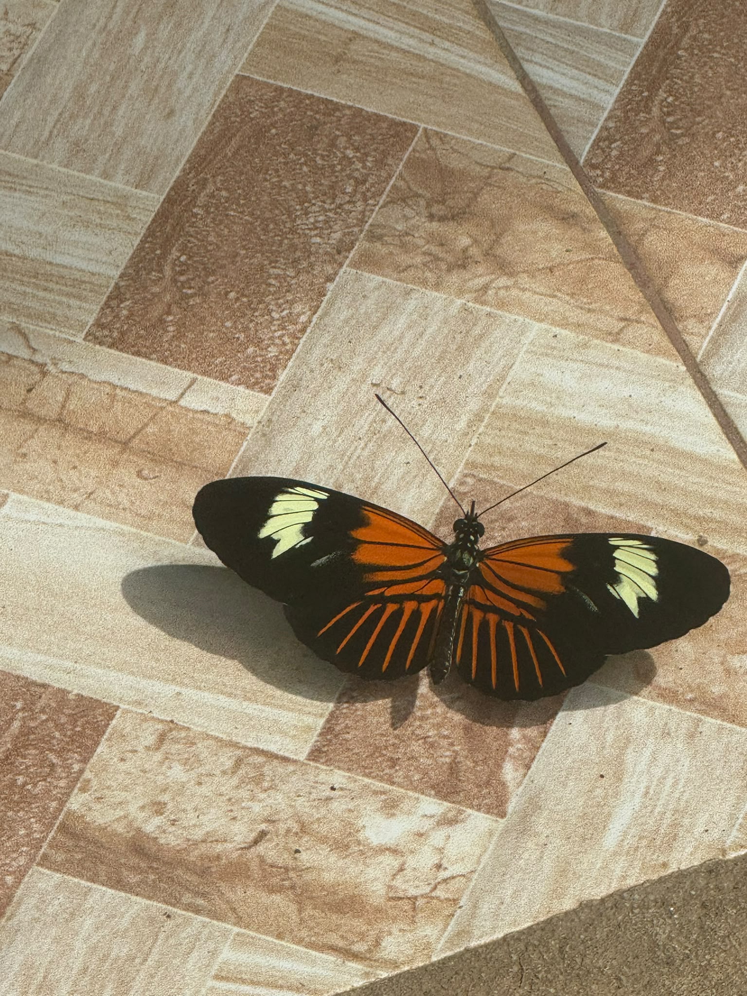 Ayahuasca Retreat in de Jungle - Peru